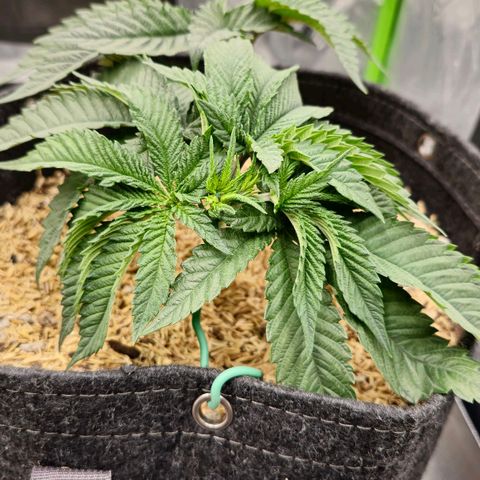 White-Widow-1 growlog timeline photo