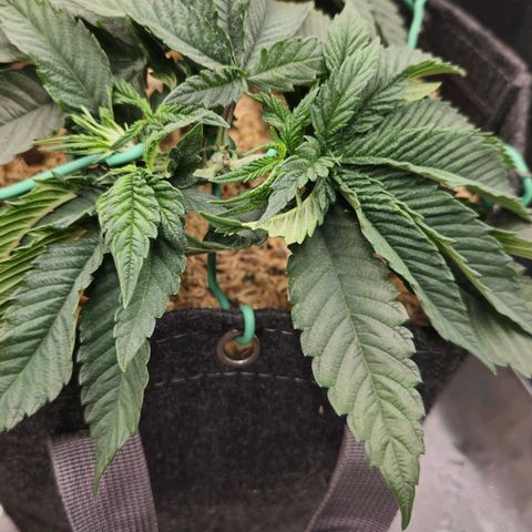 White-Widow-1 growlog timeline photo
