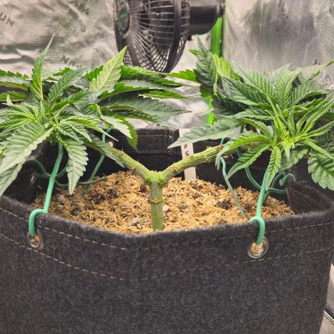 White-Widow-1 growlog timeline photo