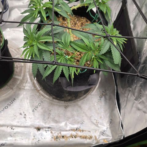 White-Widow-1 growlog timeline photo