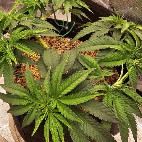White-Widow-1 growlog timeline photo