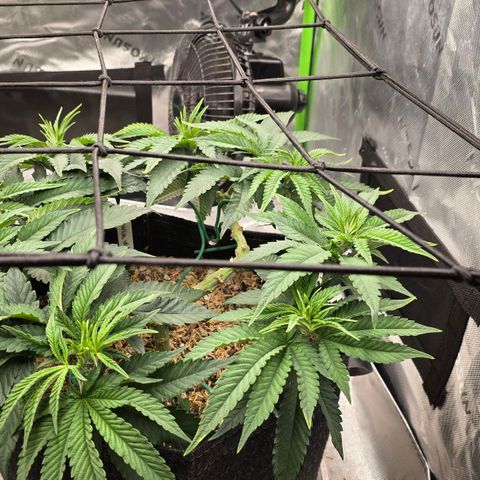 White-Widow-1 growlog timeline photo