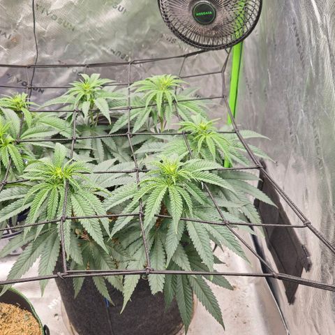 White-Widow-1 growlog timeline photo