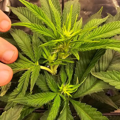 White-Widow-1 growlog timeline photo