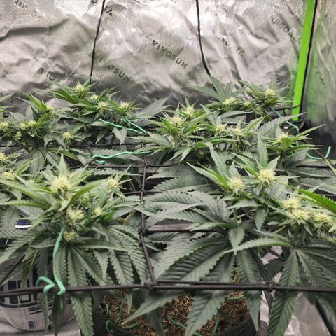 White-Widow-1 growlog timeline photo