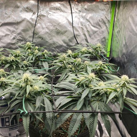White-Widow-1 growlog timeline photo