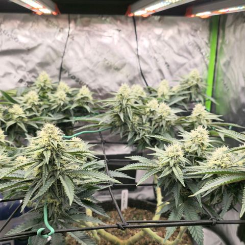 White-Widow-1 growlog timeline photo