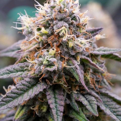 White-Widow-1 growlog timeline photo