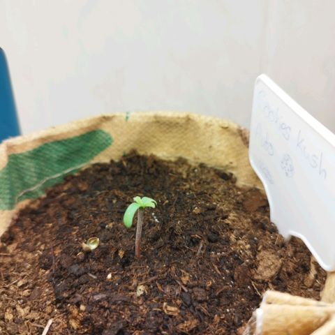 Cookie growlog photo: 2.tag