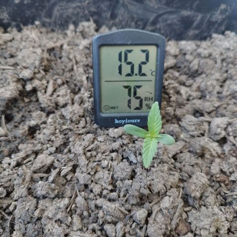 Cookie growlog photo: Wachstum beginnt glaube ich
