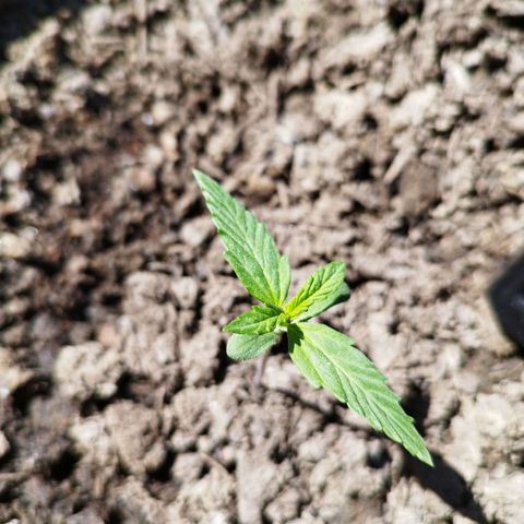 Cookie growlog photo: Heute abend/morgen gehts in Wachstum 