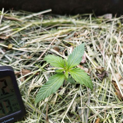 Cookie growlog timeline photo