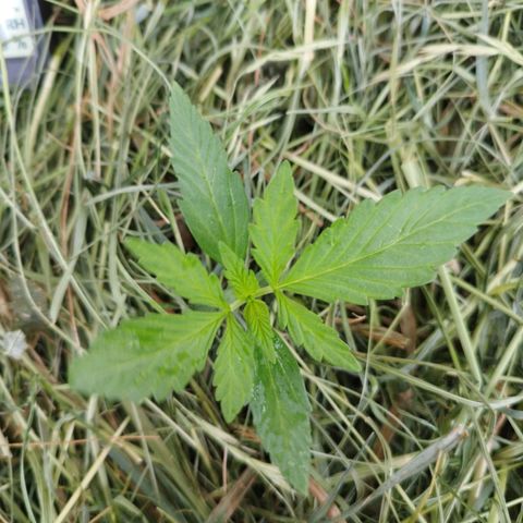 Cookie growlog timeline photo