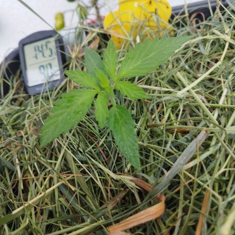 Cookie growlog timeline photo