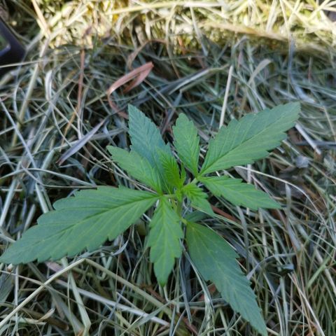 Cookie growlog timeline photo
