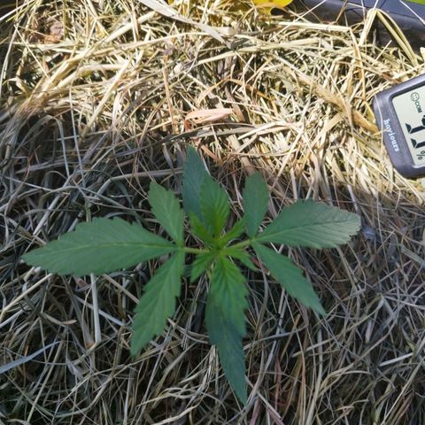 Cookie growlog timeline photo