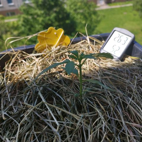 Cookie growlog timeline photo