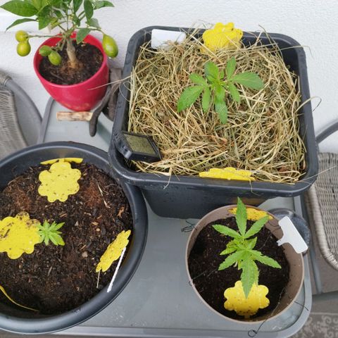 Cookie growlog photo: Die 3 ladys (hoffentlich nicht nur 2)