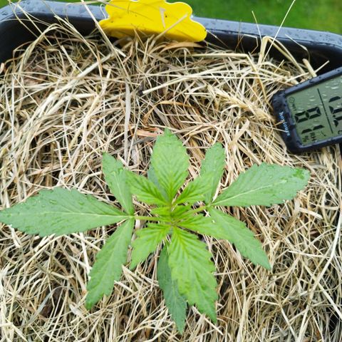 Cookie growlog photo: Blatt für blatt