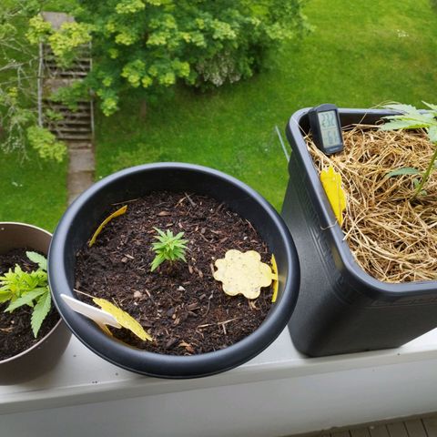 Cookie growlog timeline photo