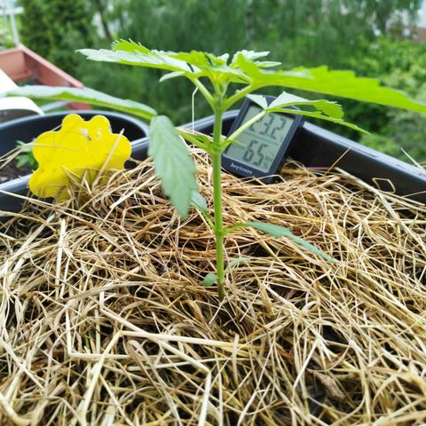 Cookie growlog photo: Geideit
