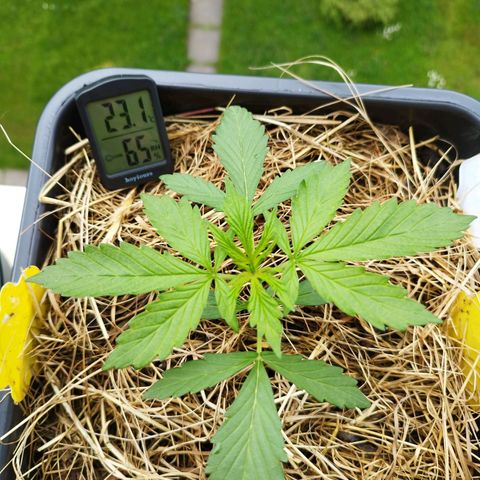 Cookie growlog photo: Geideit