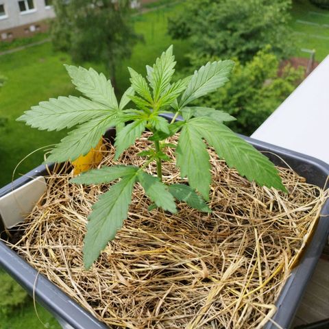 Cookie growlog photo: Groß geworden 