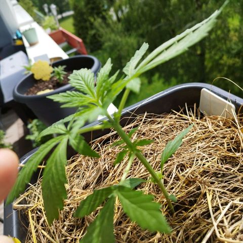 Cookie growlog photo: Groß geworden 