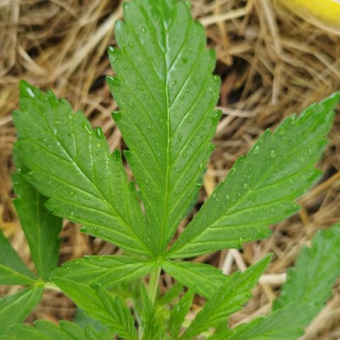 Cookie growlog timeline photo