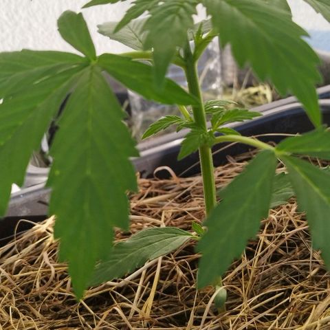 Cookie growlog timeline photo