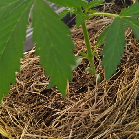 Cookie growlog timeline photo