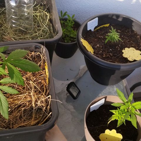 Cookie growlog photo: Habens langsam schön