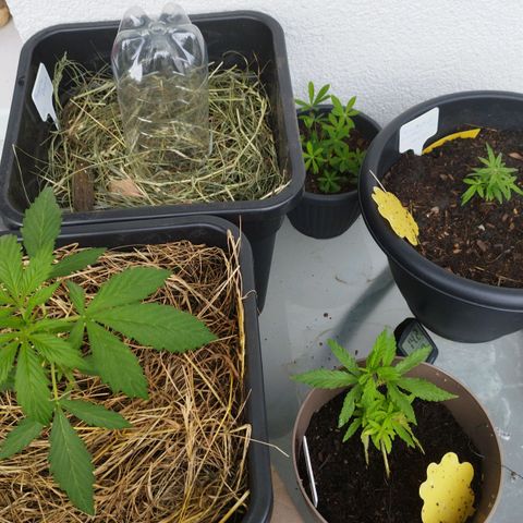 Cookie growlog photo: Habens langsam schön