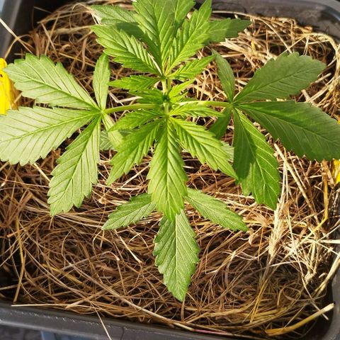 Cookie growlog timeline photo
