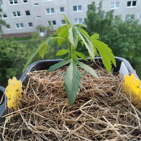 Cookie growlog photo: Gute Nacht kleiner fußball