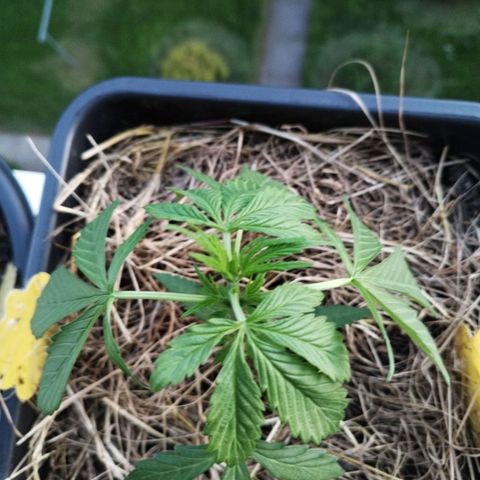 Cookie growlog photo: Gute Nacht kleiner fußball