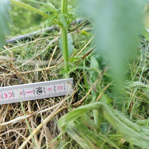Cookie growlog timeline photo
