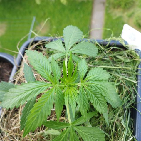 Cookie growlog timeline photo