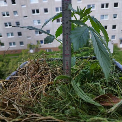 Cookie growlog timeline photo
