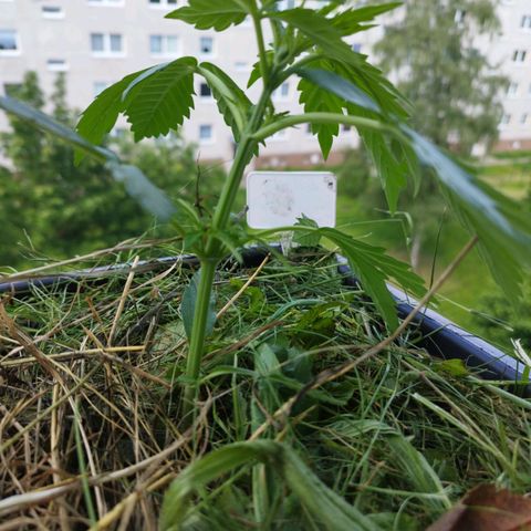 Cookie growlog timeline photo
