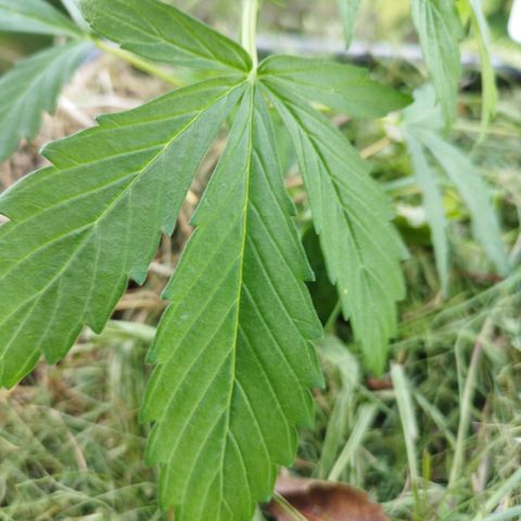 Cookie growlog timeline photo