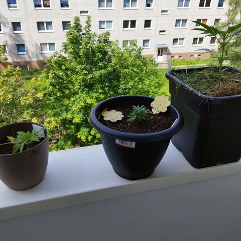 Cookie growlog timeline photo