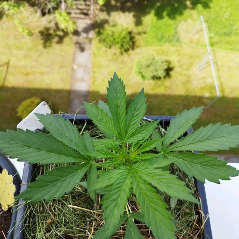 Cookie growlog timeline photo