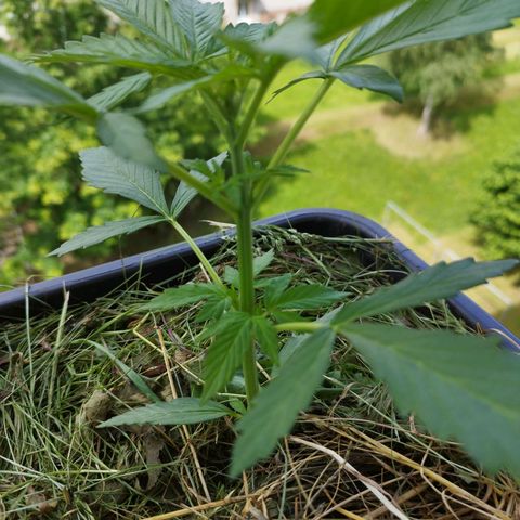 Cookie growlog timeline photo