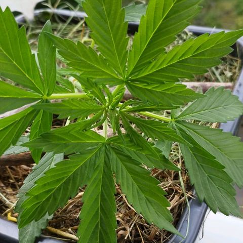 Cookie growlog photo: Lst