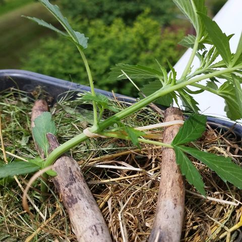 Cookie growlog photo: Lst