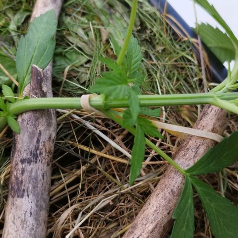 Cookie growlog photo: Lst