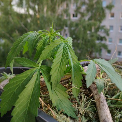 Cookie growlog photo: Gute Nacht