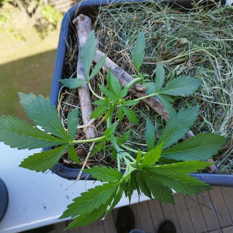Cookie growlog timeline photo