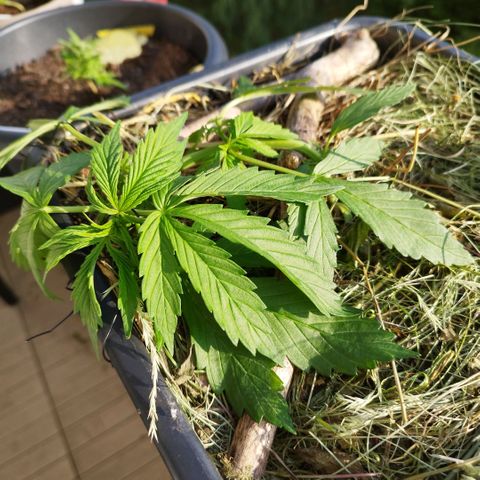 Cookie growlog timeline photo